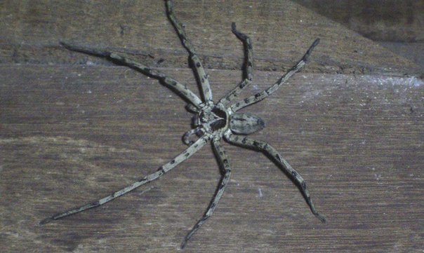 a guest - Spider, Phuket