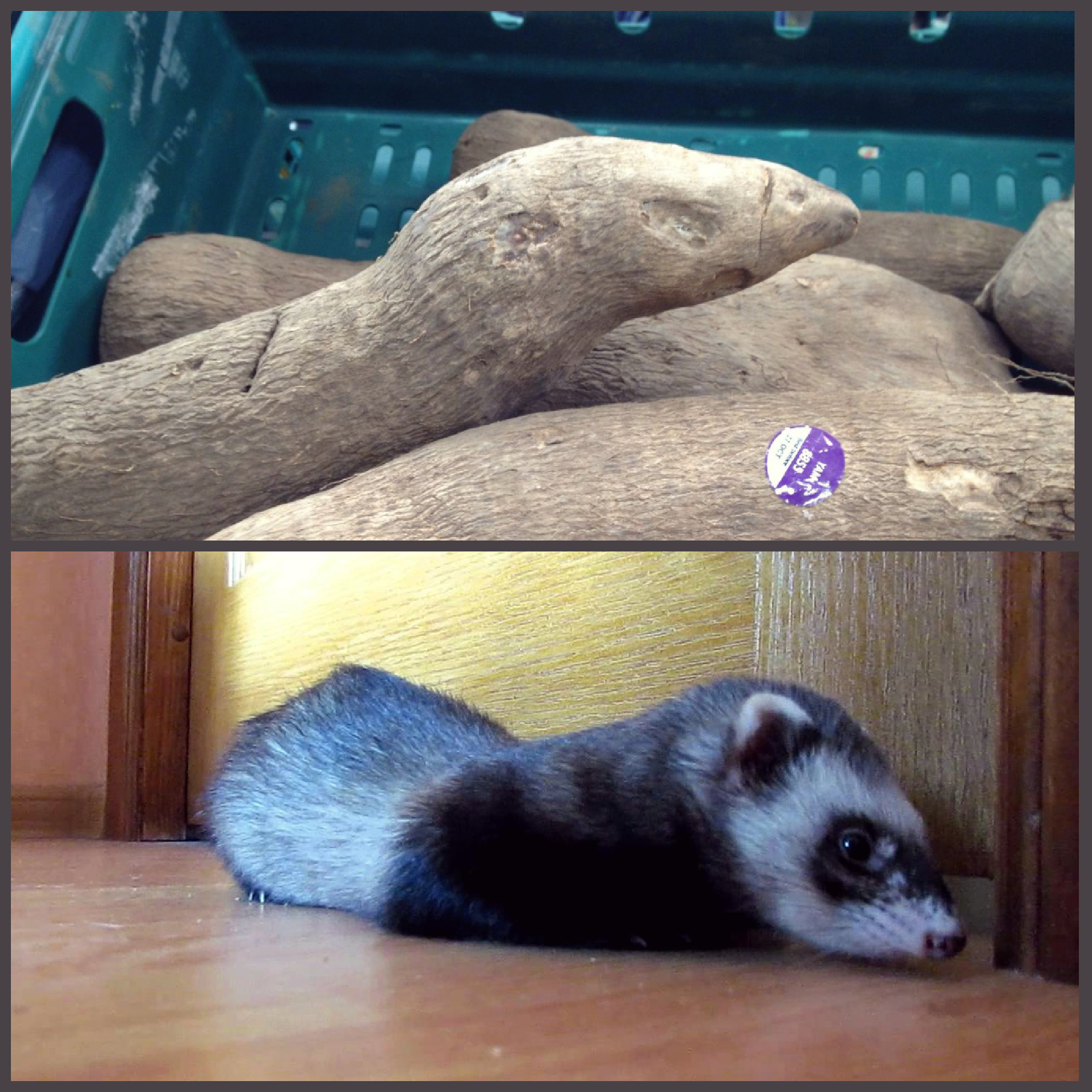 Striking similarity - Similarity, Potato, Ferret