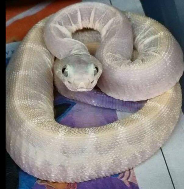 You've never seen anything like it, it's a white rattlesnake without scales!) - Rattlesnake, Poisonous animals, Snake, Terrariumistics