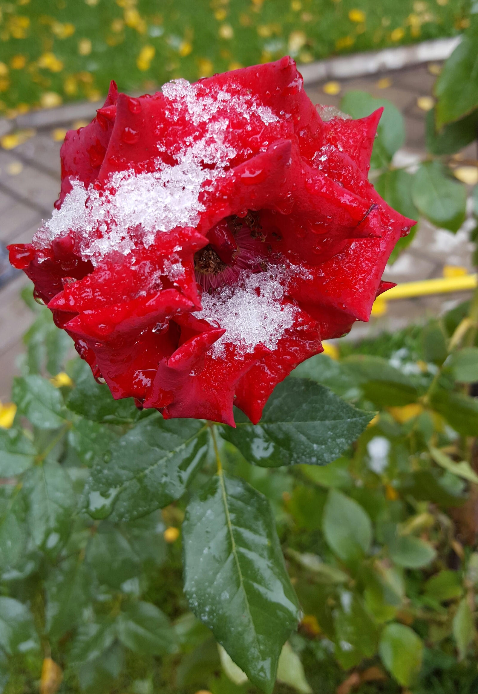 The first snow in Bishkek was on October 13. - My, Weather, Bishkek, Longpost