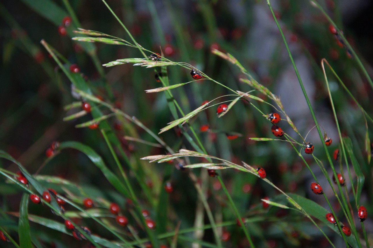 Cosmodrome - My, ladybug, Nature