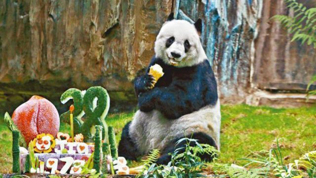 World's oldest panda dies in Hong Kong - Panda, Sadness