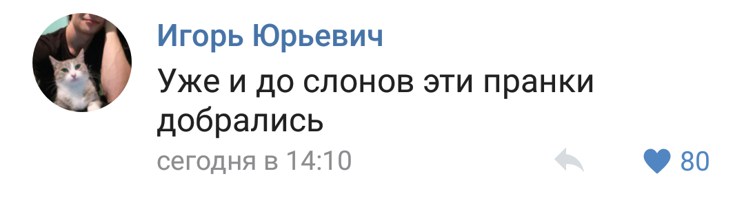 Социальный эксперимент на равнодушие. - Слоны, Пранк, Лентач, Комментарии, Видео