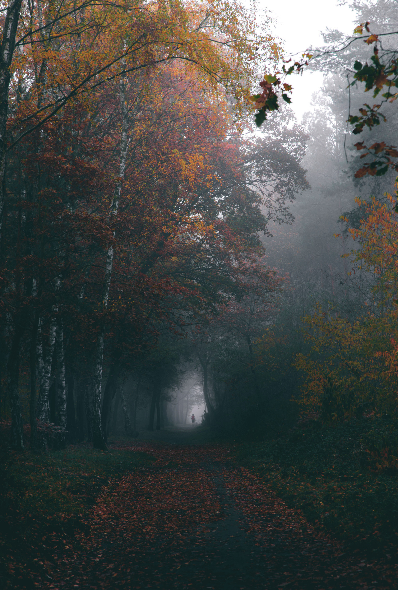 Autumn - Autumn, Forest, Nature