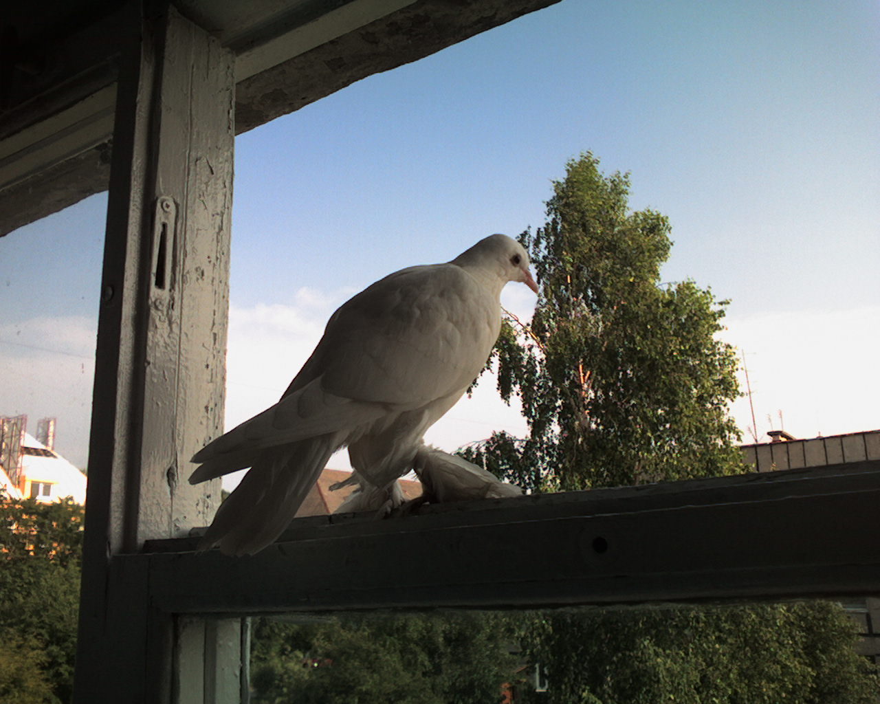 Pigeon - My, Pigeon, Window