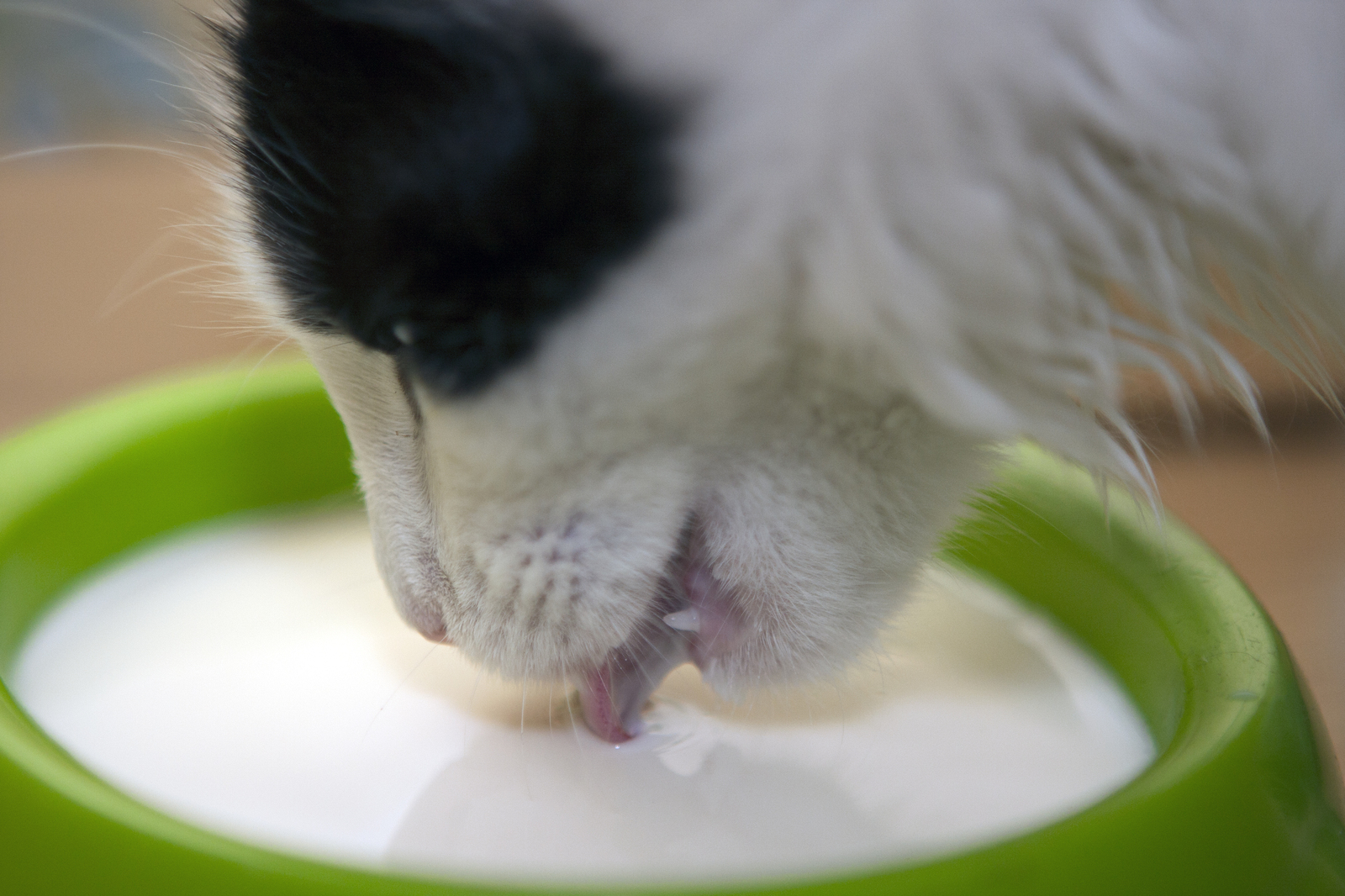 drinking milk - My, cat, Drinks, Milk, My