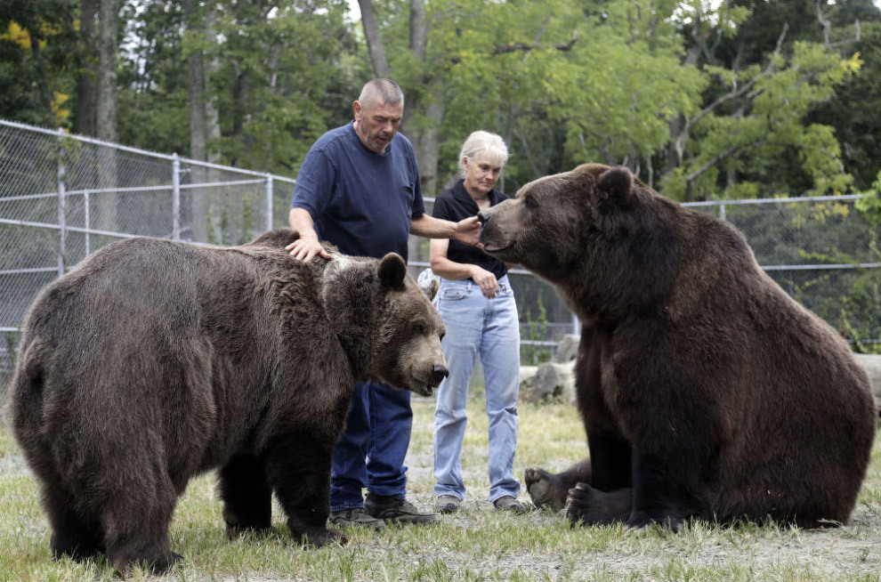 A Great Friend - The Bears, Kodiak, Friend, Longpost