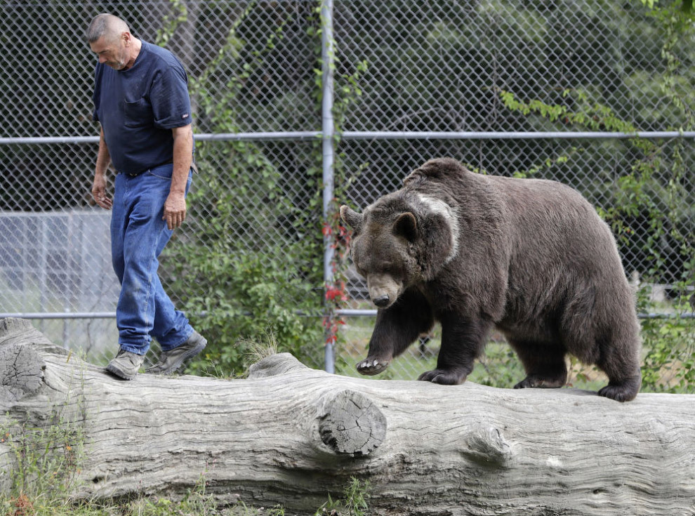 A Great Friend - The Bears, Kodiak, Friend, Longpost