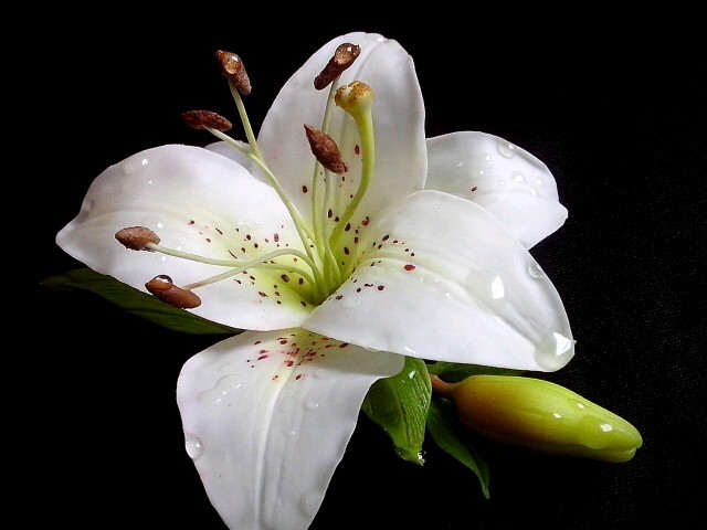 Brooch with a lily flower.Polymer clay. - My, Lily, Polymer clay, Brooch, Handmade, Cold porcelain, Polymer floristry