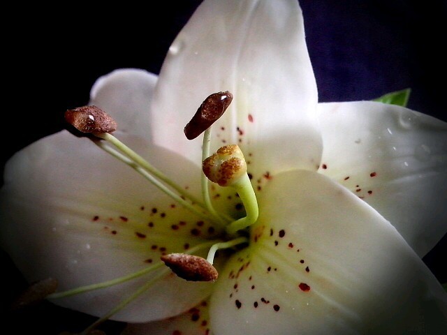 Brooch with a lily flower.Polymer clay. - My, Lily, Polymer clay, Brooch, Handmade, Cold porcelain, Polymer floristry