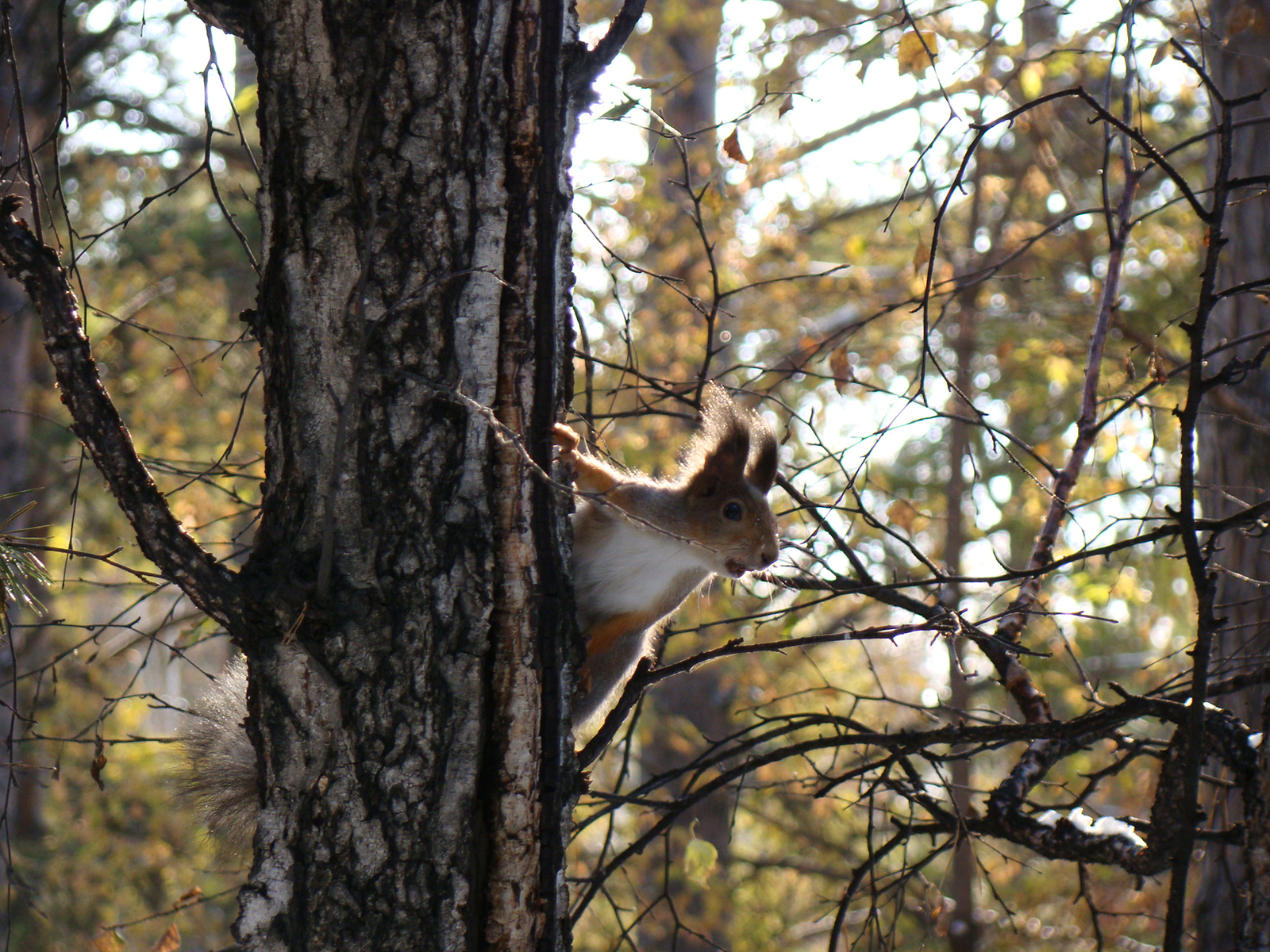 Pss, dude! Do you have nuts? :D - My, Squirrel, Charm