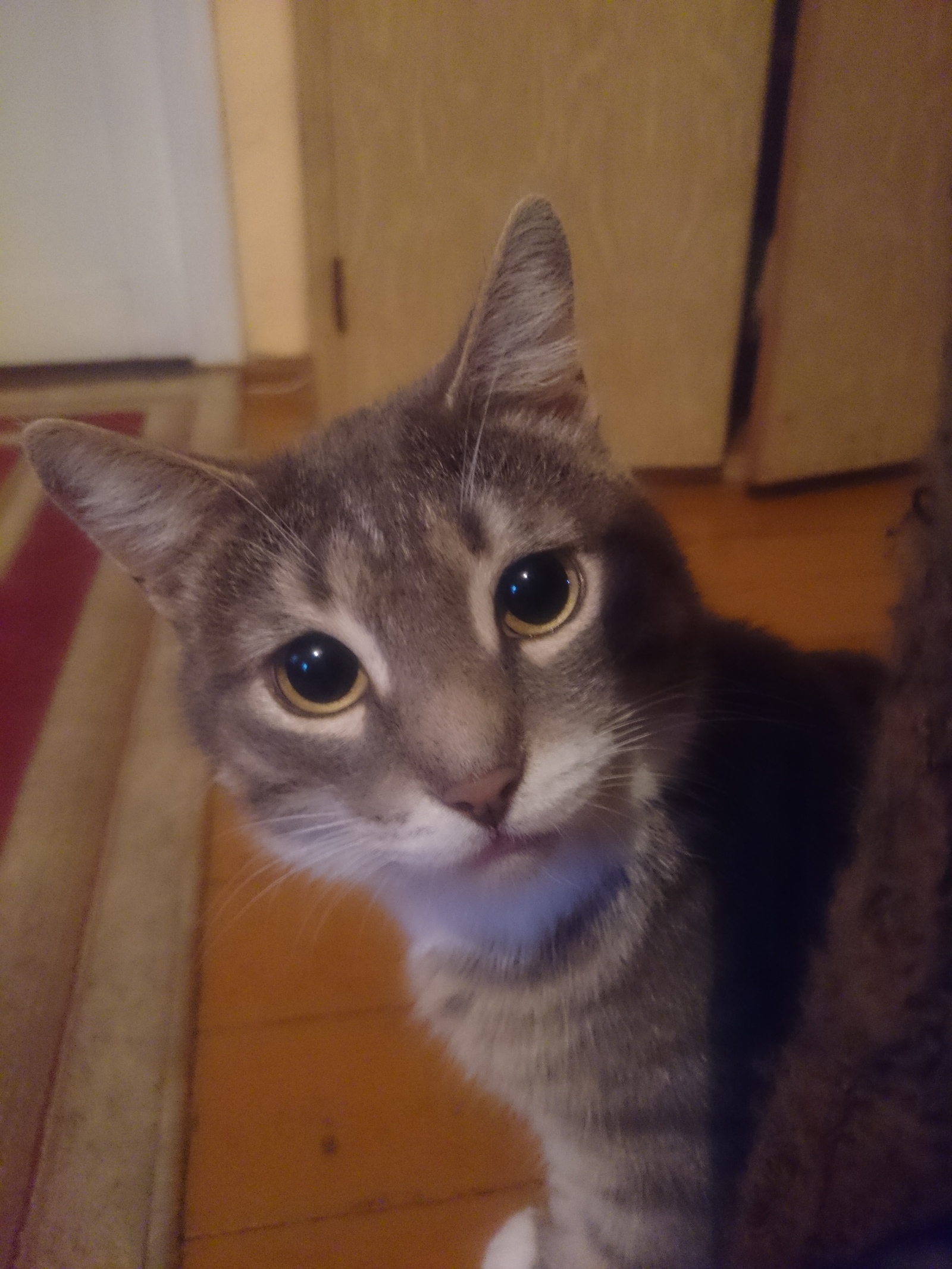 This is how my cat looks at me when I eat something delicious. - My, cat, Yummy, Curiosity, , Longpost