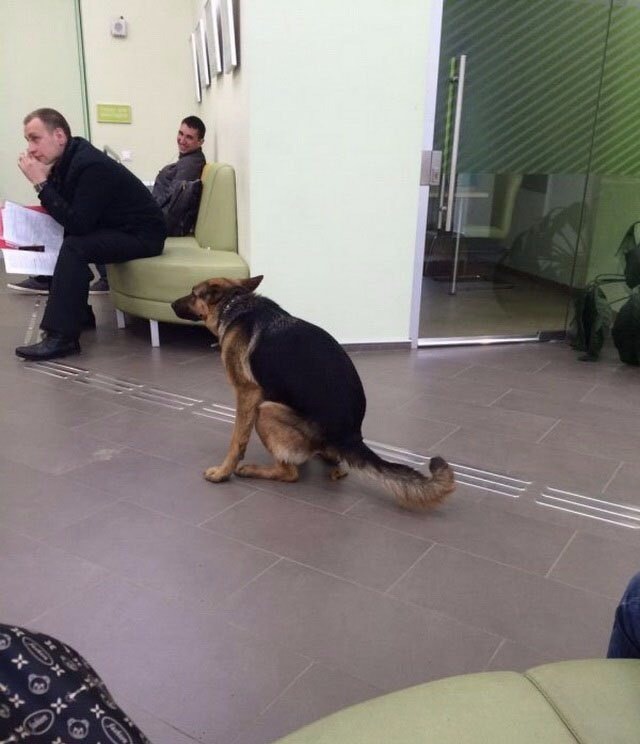 Anything can happen - Dog, Sberbank