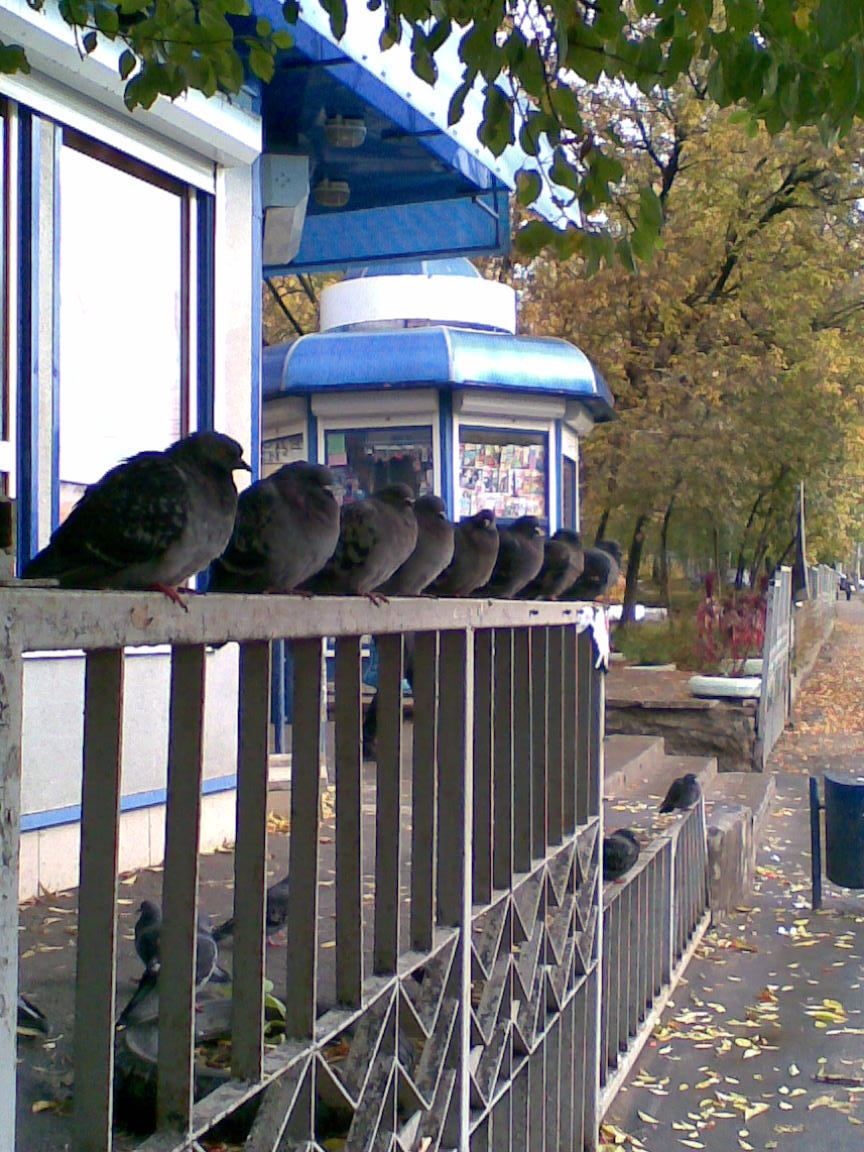 Pigeon system. - My, Photo, Pigeons, Stop, Autumn, Cold, Interesting