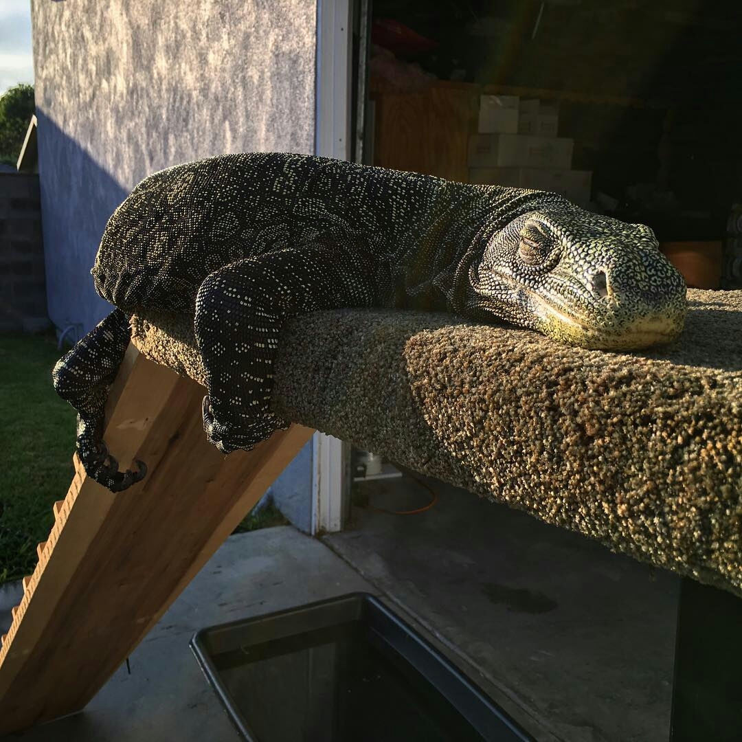 Day off, or when you don't have to get up for work in the morning - Dream, Relaxation, Reptiles, Monitor lizard