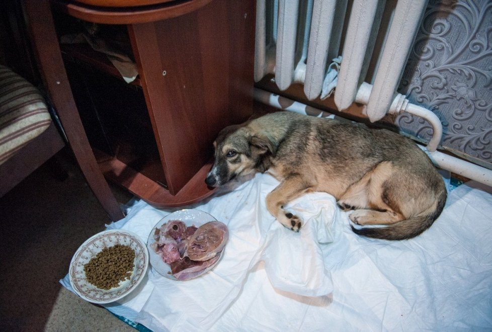 A resident of Astana gave the mansion as a shelter for 280 animals (continued) - Kindness, cat, cat house, Photo, Longpost, Kazakhstan, Dog