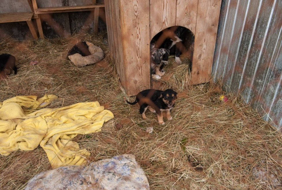 A resident of Astana gave the mansion as a shelter for 280 animals (continued) - Kindness, cat, cat house, Photo, Longpost, Kazakhstan, Dog