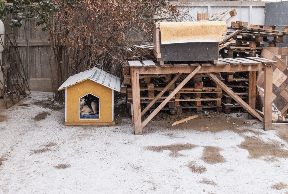 A resident of Astana gave the mansion as a shelter for 280 animals (continued) - Kindness, cat, cat house, Photo, Longpost, Kazakhstan, Dog