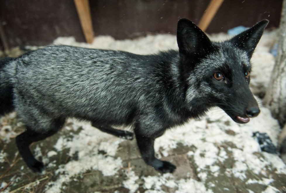 A resident of Astana gave the mansion as a shelter for 280 animals (continued) - Kindness, cat, cat house, Photo, Longpost, Kazakhstan, Dog