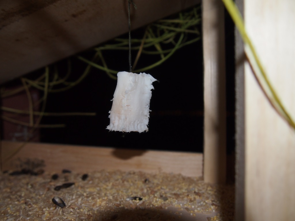 The first guests in the feeder - My, Tit, Trough, My, Longpost