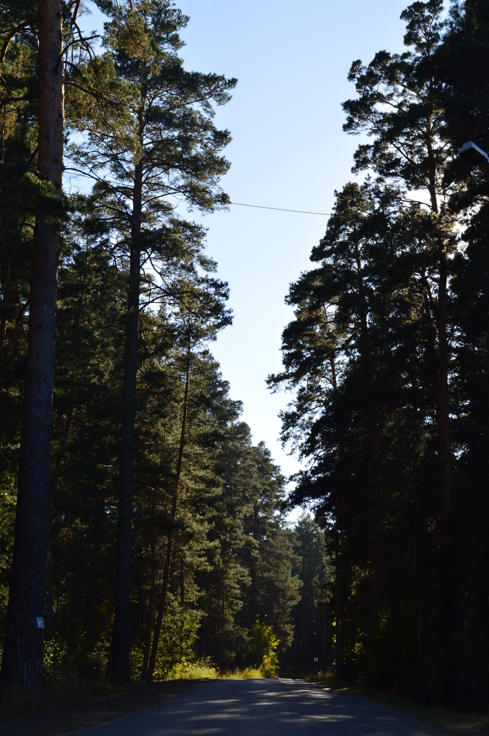 The story of a walk... - My, My, Photo, The photo, Siberia, Altai, Pavlovsk, Autumn, Nikon, Longpost, Altai Republic