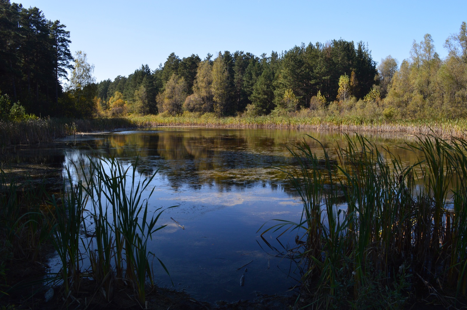 The story of a walk... - My, My, Photo, The photo, Siberia, Altai, Pavlovsk, Autumn, Nikon, Longpost, Altai Republic