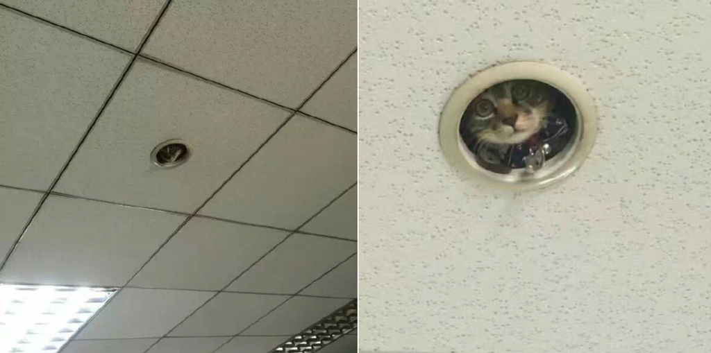 Oh, hi! - cat, Ceiling