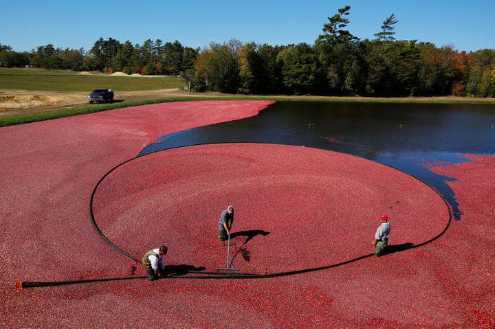 And how do you go for berries? - Lake, Berries, , Cranberry