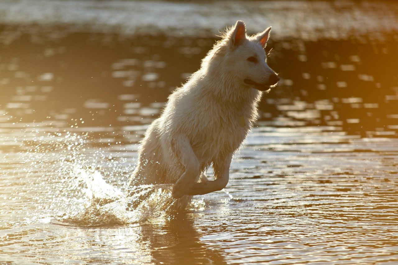 Animalism - My, Animalistics, Photo, Animals, The photo, Longpost