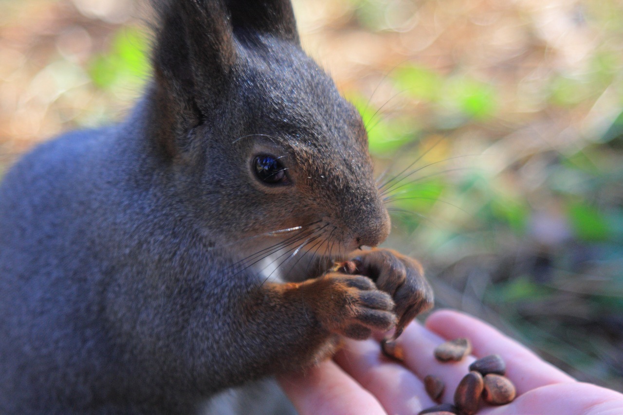 Animalism - My, Animalistics, Photo, Animals, The photo, Longpost