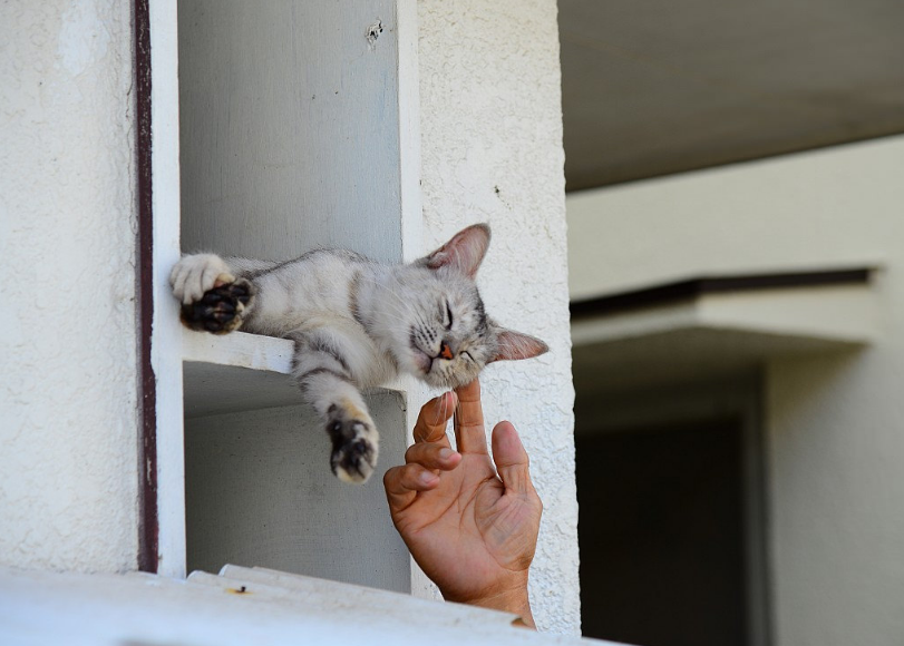 You can't just pick up and walk past a cat... - cat, Pet the cat