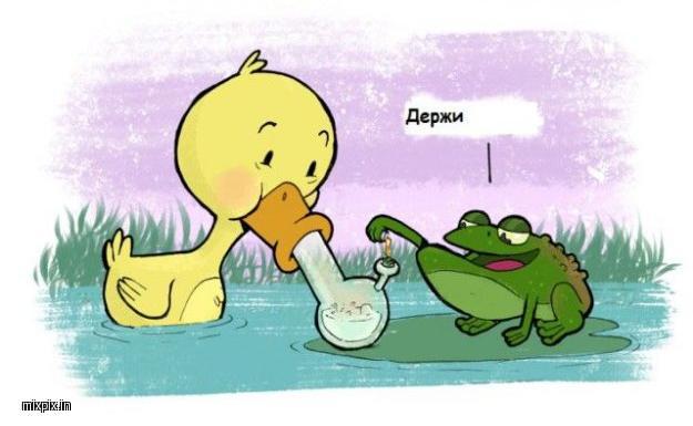 Drug toad. - Comics, Duck, Toad, Pond, Mixpixin, Longpost