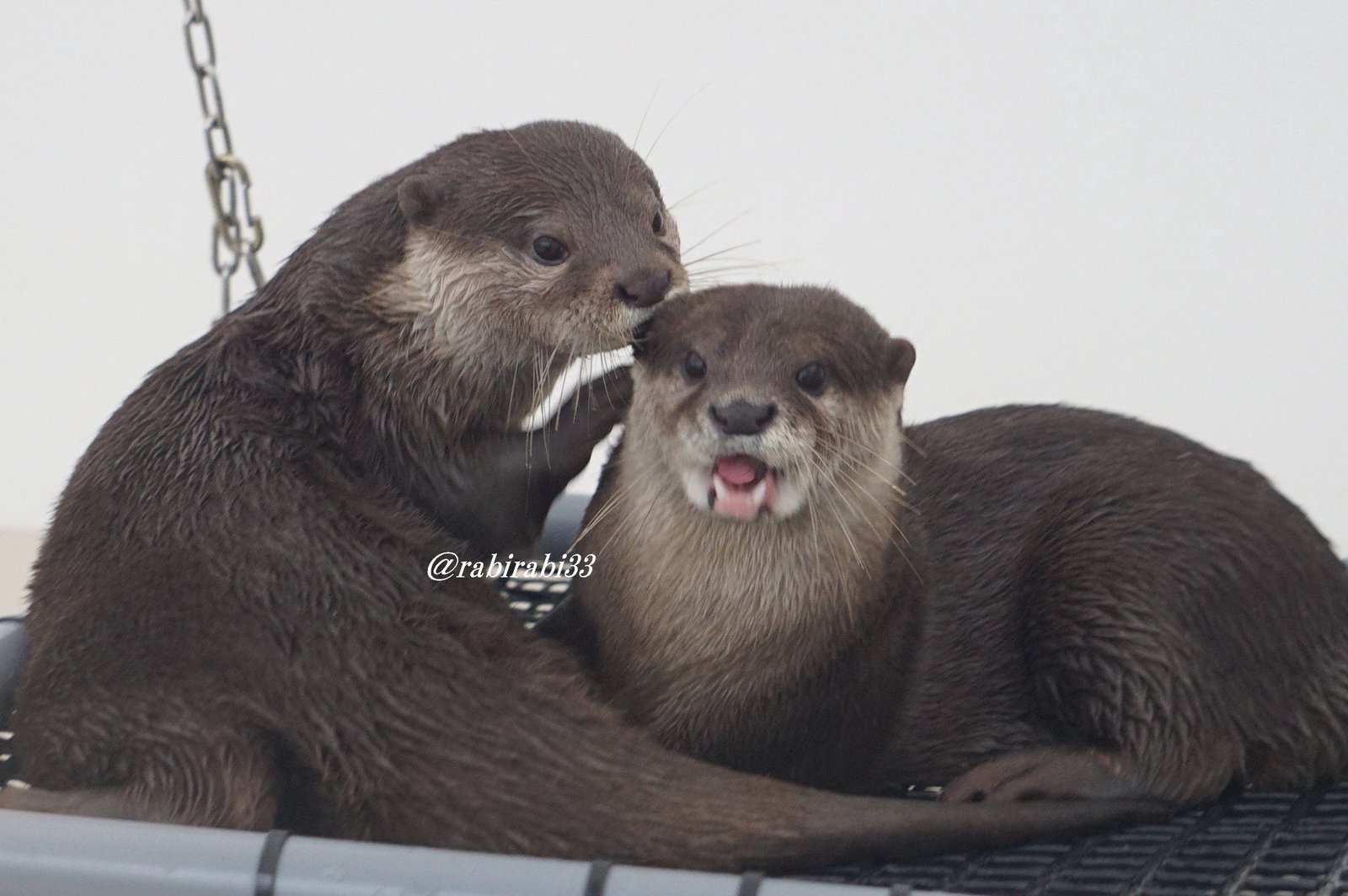 What I tell you, you won't believe! - Otter, Otters, Milota, Animals