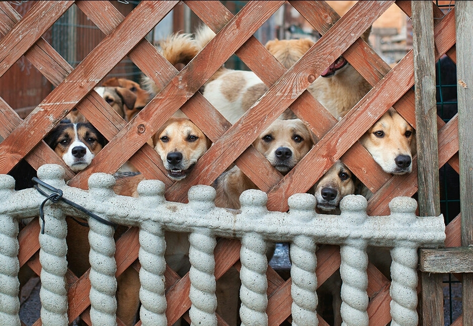 When the neighbor is a dog lover - Photo, Dog, Dog