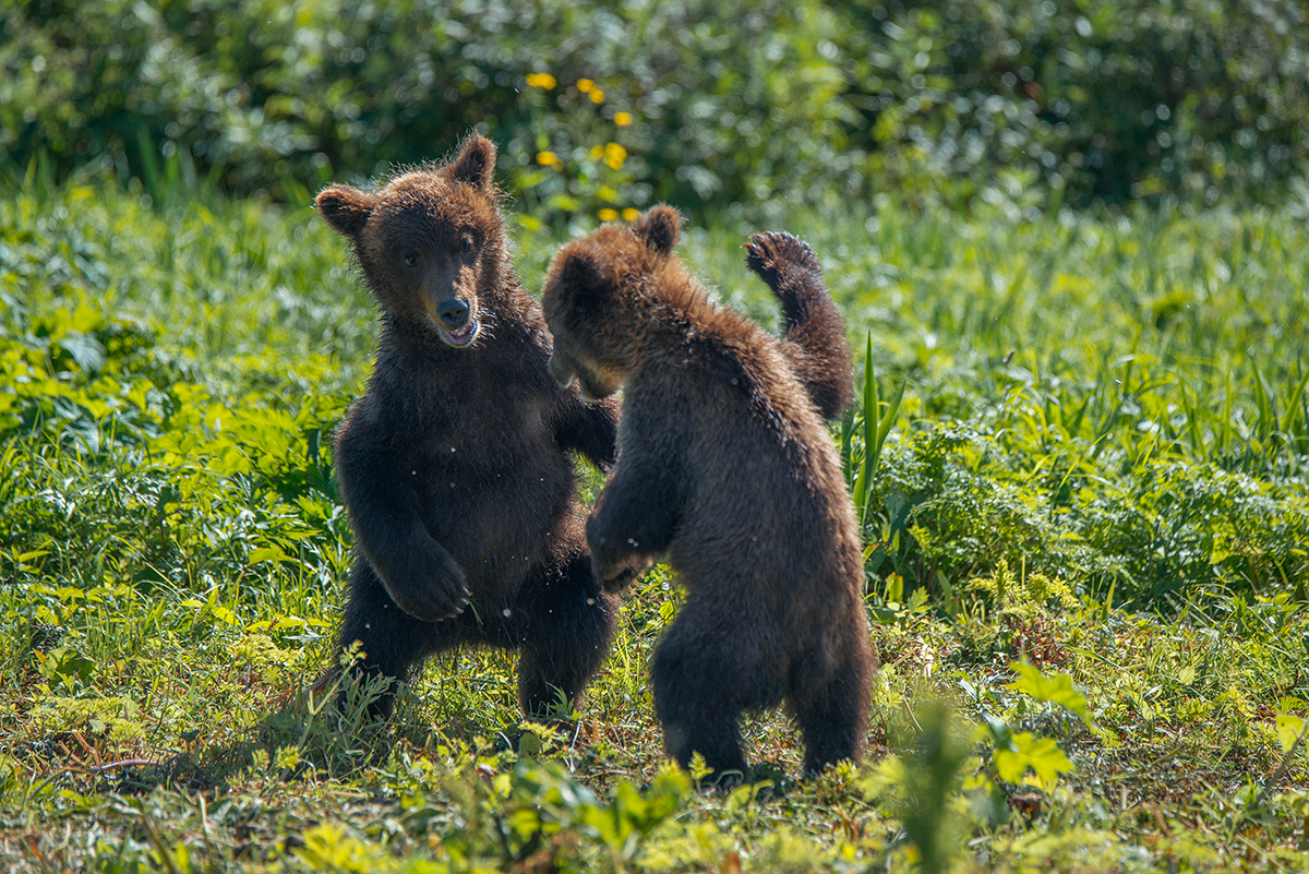 Медведь понравилось. Медведь хелп. Медведи целуются картинки. С первым днем лета медведь.
