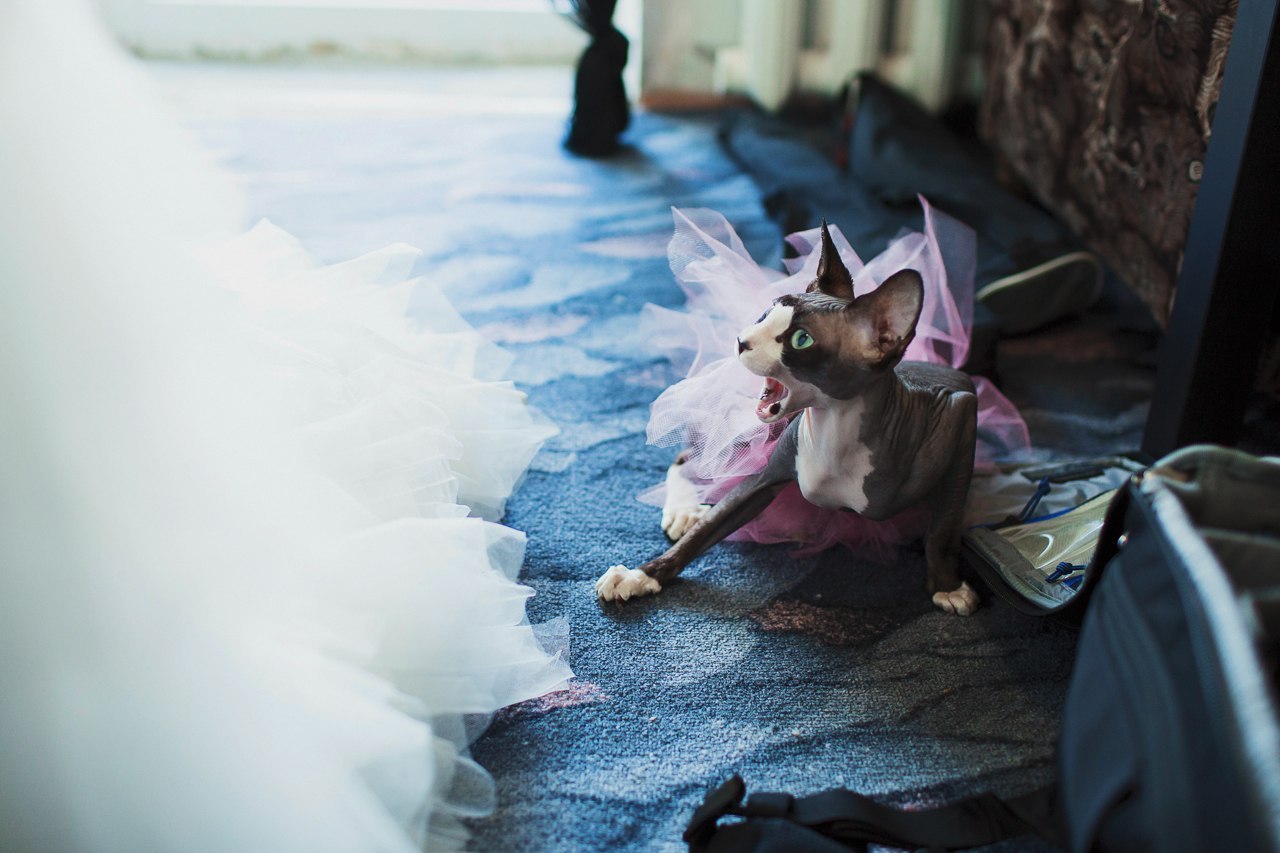 Favorite wedding photo - Sphinx, , Pet, cat, Yawn, Wedding, Pets