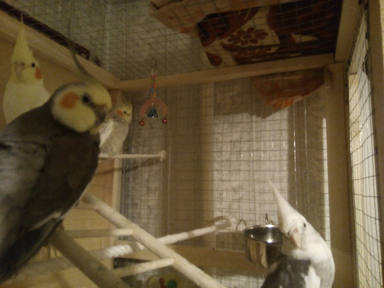 Corellas. - My, A parrot, Corella, Reproduction, Longpost, Life stories, Animals