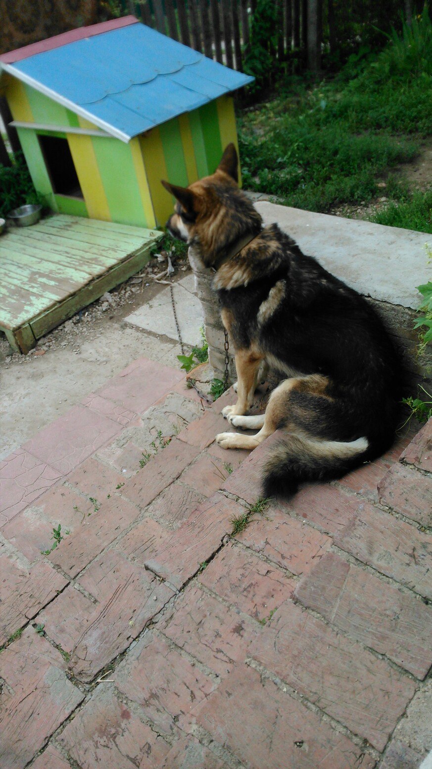 I sit well. - My, Dog, Convenience, Porch, Longpost