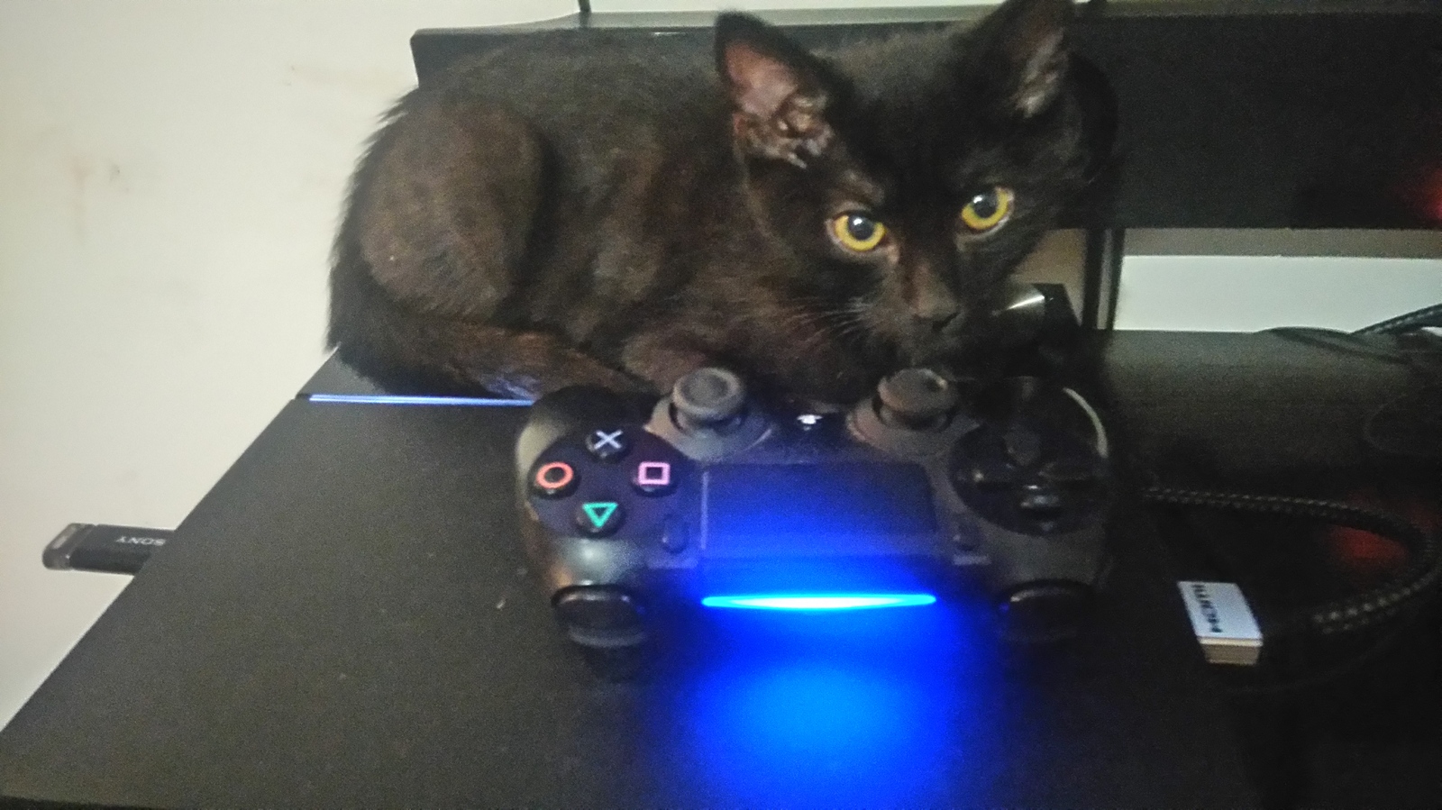 SONY lover - My, cat, Photo, Playstation 4