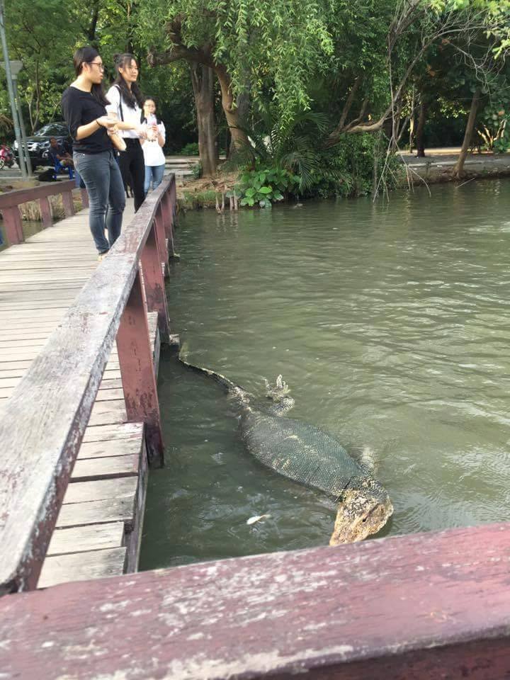 Quite a large water monitor (Varanus salvator) - Lizard, Monitor lizard, Reptiles, Animals, Giants