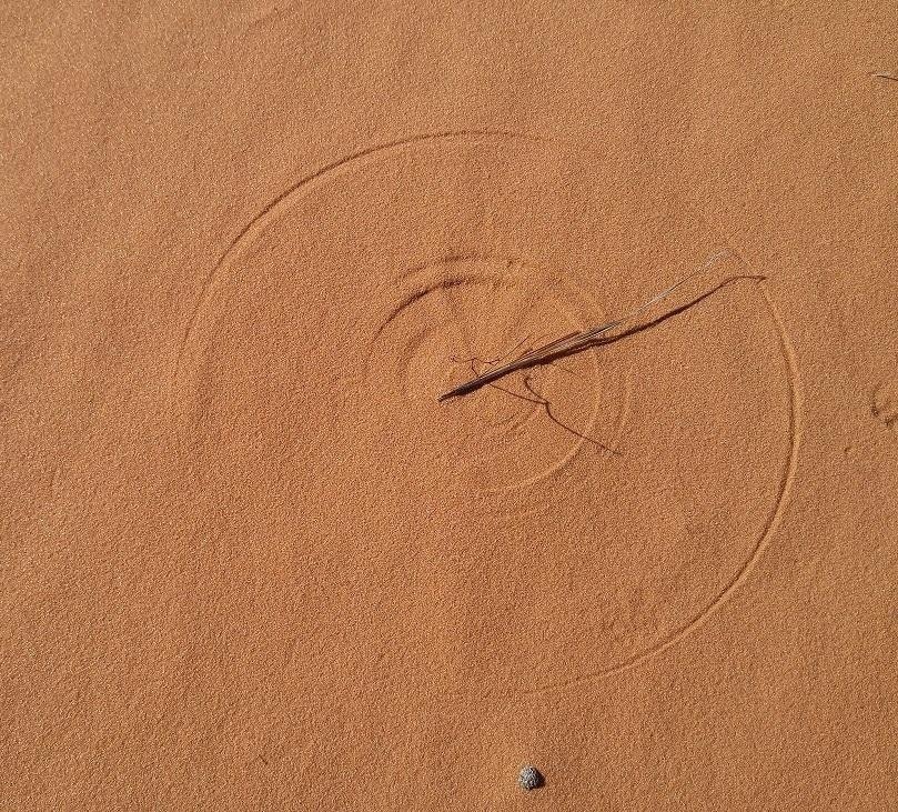 Nature draws perfect circles with dry grass and wind - Nature, A circle