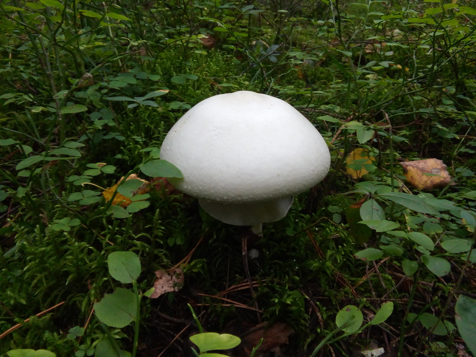 Mushroom Photos - My, Mushrooms, The photo, Nature, Summer, Forest, Photo, beauty, 2016, Longpost