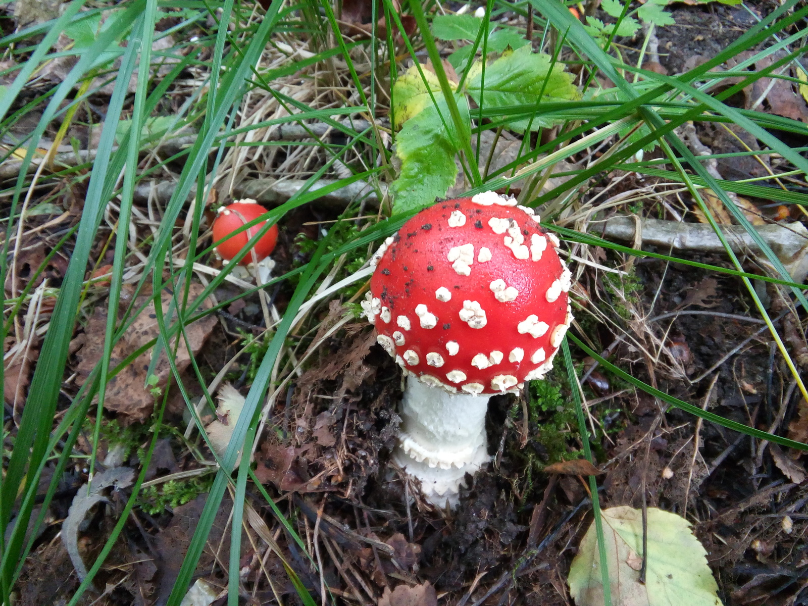 Mushroom Photos - My, Mushrooms, The photo, Nature, Summer, Forest, Photo, beauty, 2016, Longpost