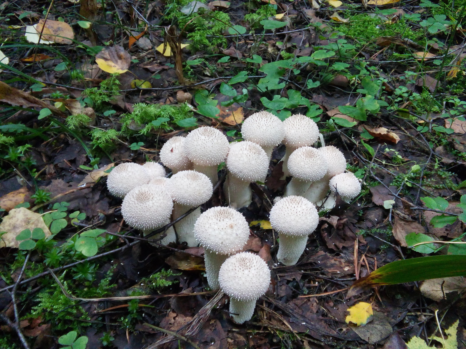 Mushroom Photos - My, Mushrooms, The photo, Nature, Summer, Forest, Photo, beauty, 2016, Longpost