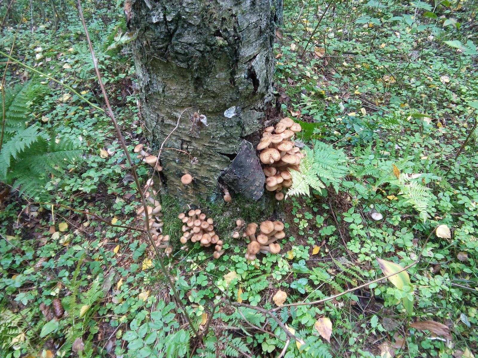 Mushroom Photos - My, Mushrooms, The photo, Nature, Summer, Forest, Photo, beauty, 2016, Longpost