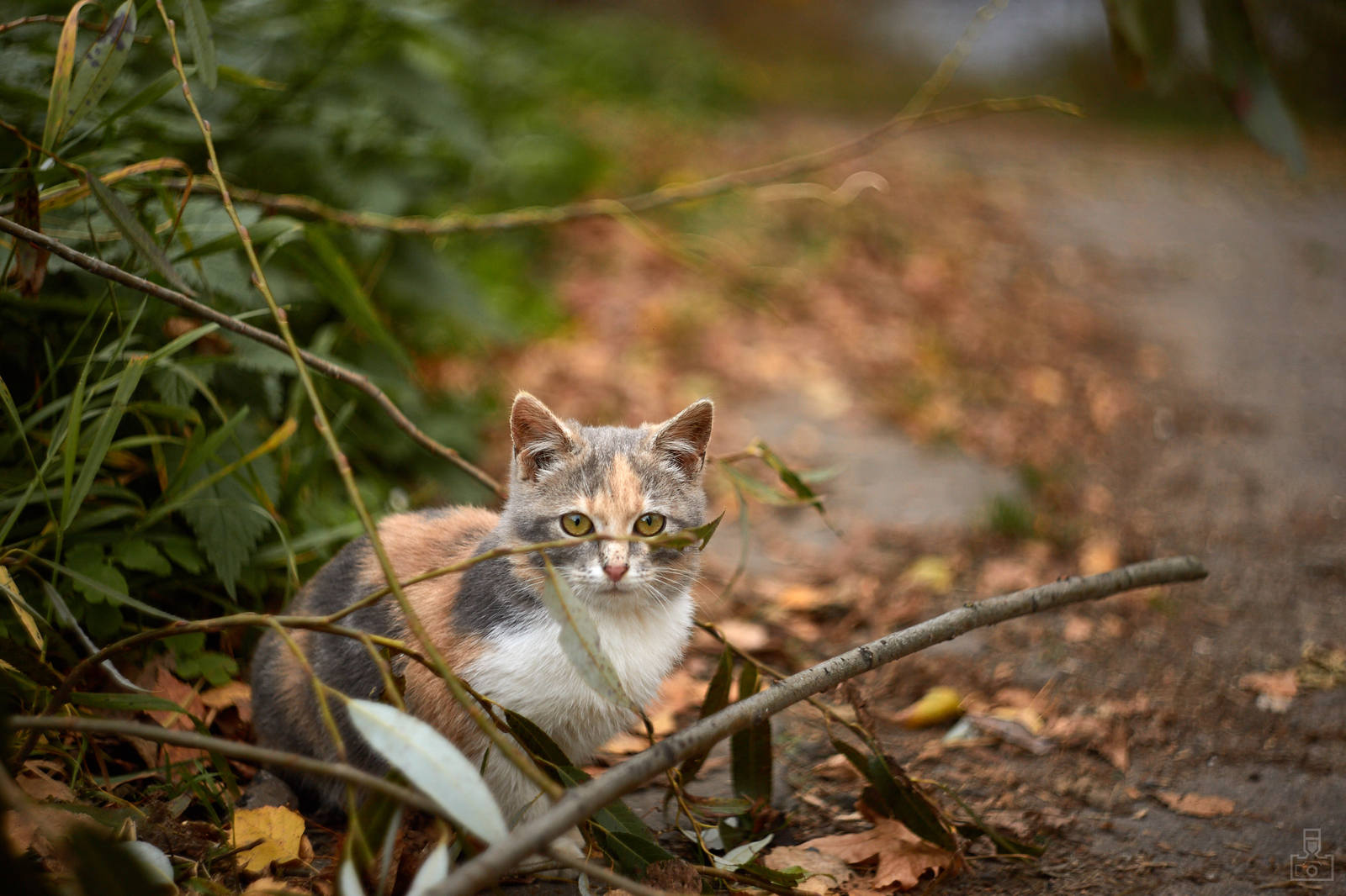 village kittens - My, cat, Photo, Milota, Helios, Longpost