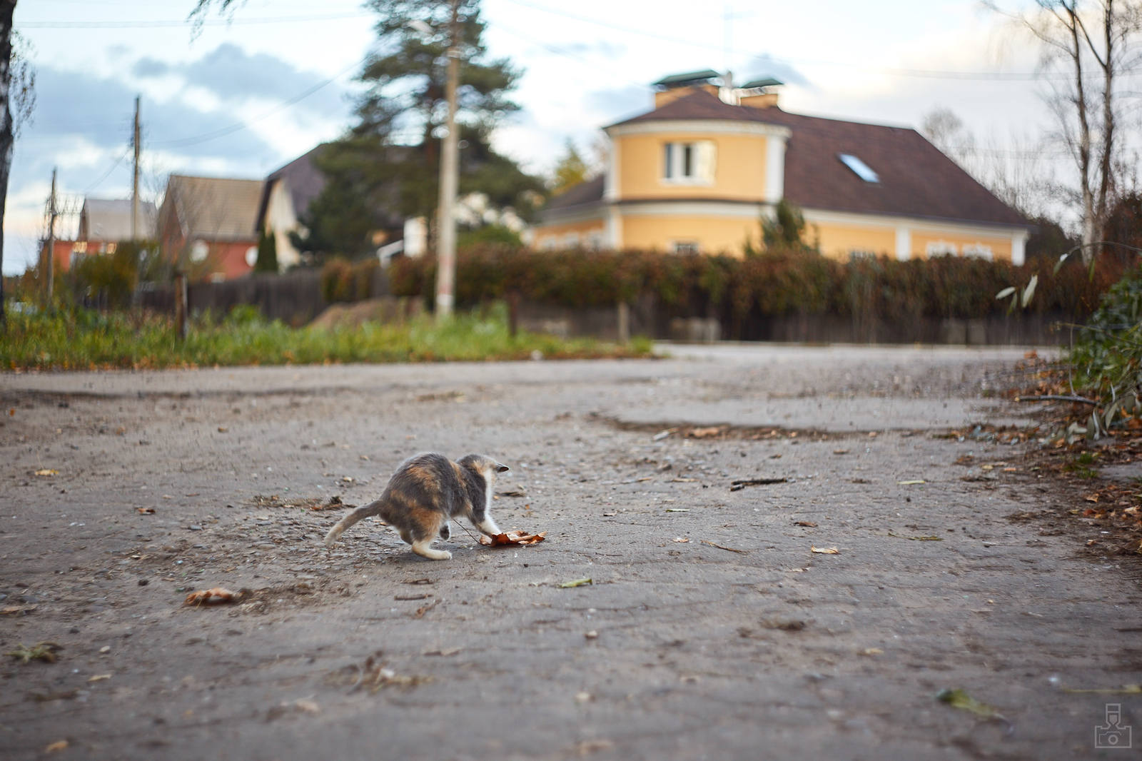 village kittens - My, cat, Photo, Milota, Helios, Longpost