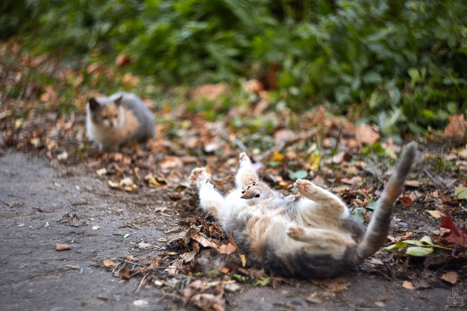 village kittens - My, cat, Photo, Milota, Helios, Longpost