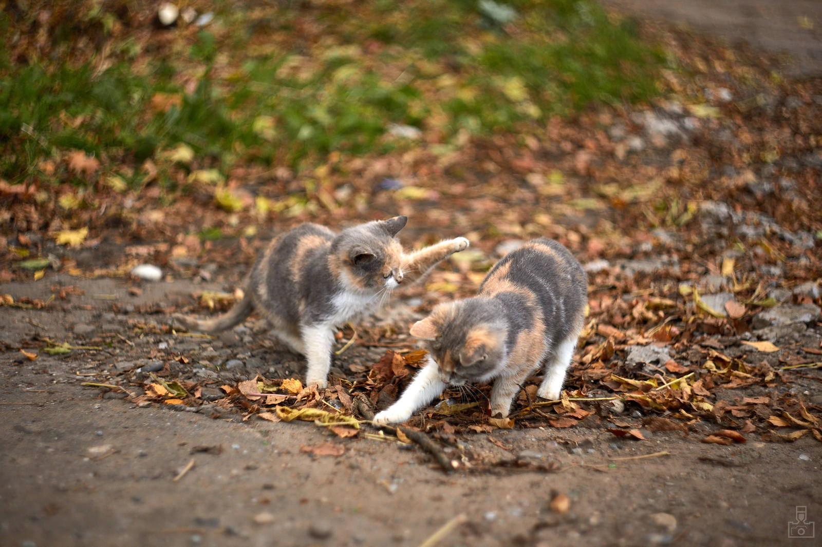 village kittens - My, cat, Photo, Milota, Helios, Longpost