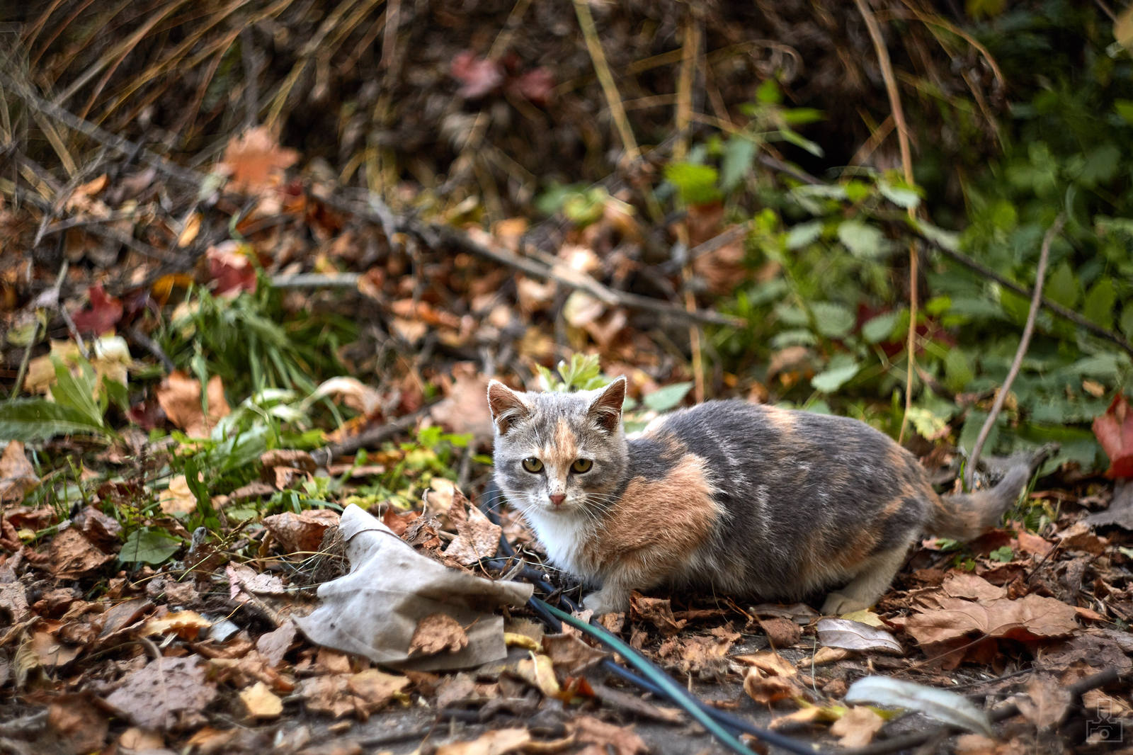 village kittens - My, cat, Photo, Milota, Helios, Longpost